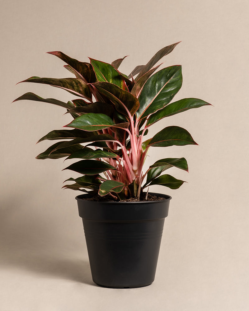 feey-aglaonema-jungle-red-gro-zimmerpflanze-kolbenfaden image 3