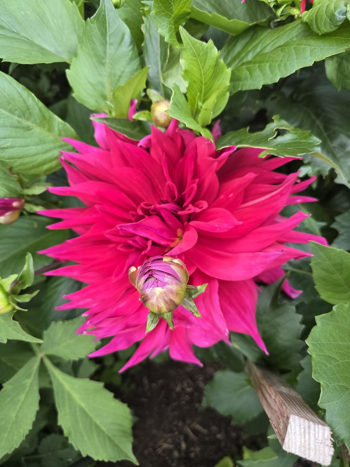 Riesige Blüten, unfassbar schön
