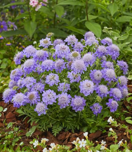 baldur-garten-skabiose-blue-eyes-staude-im-9x9-cm-topf-ca-15-cm image 5