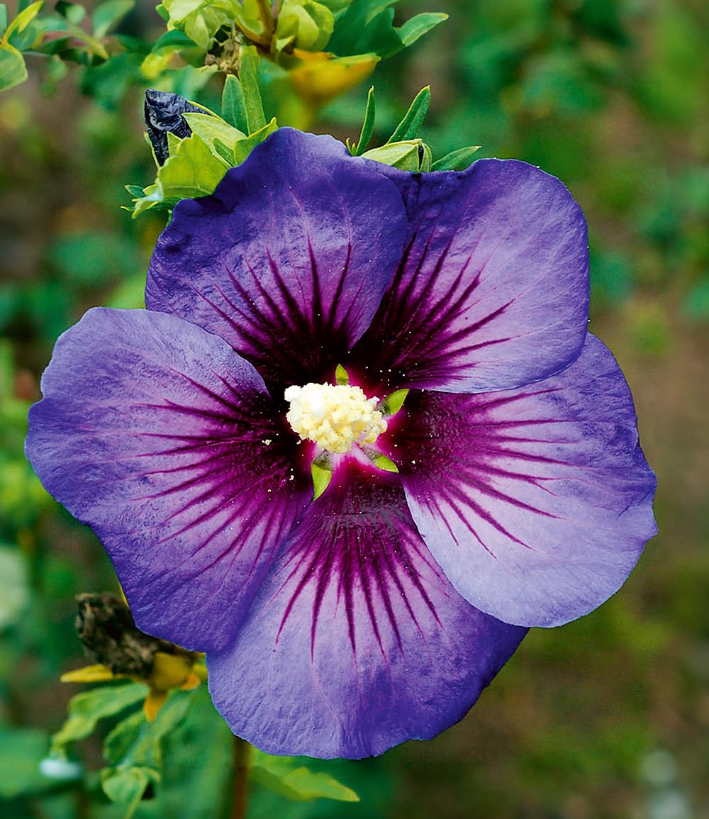 baldur-garten-hibiskus-hawaii-1x-pflanze-im-9x9-cm-topf image 2