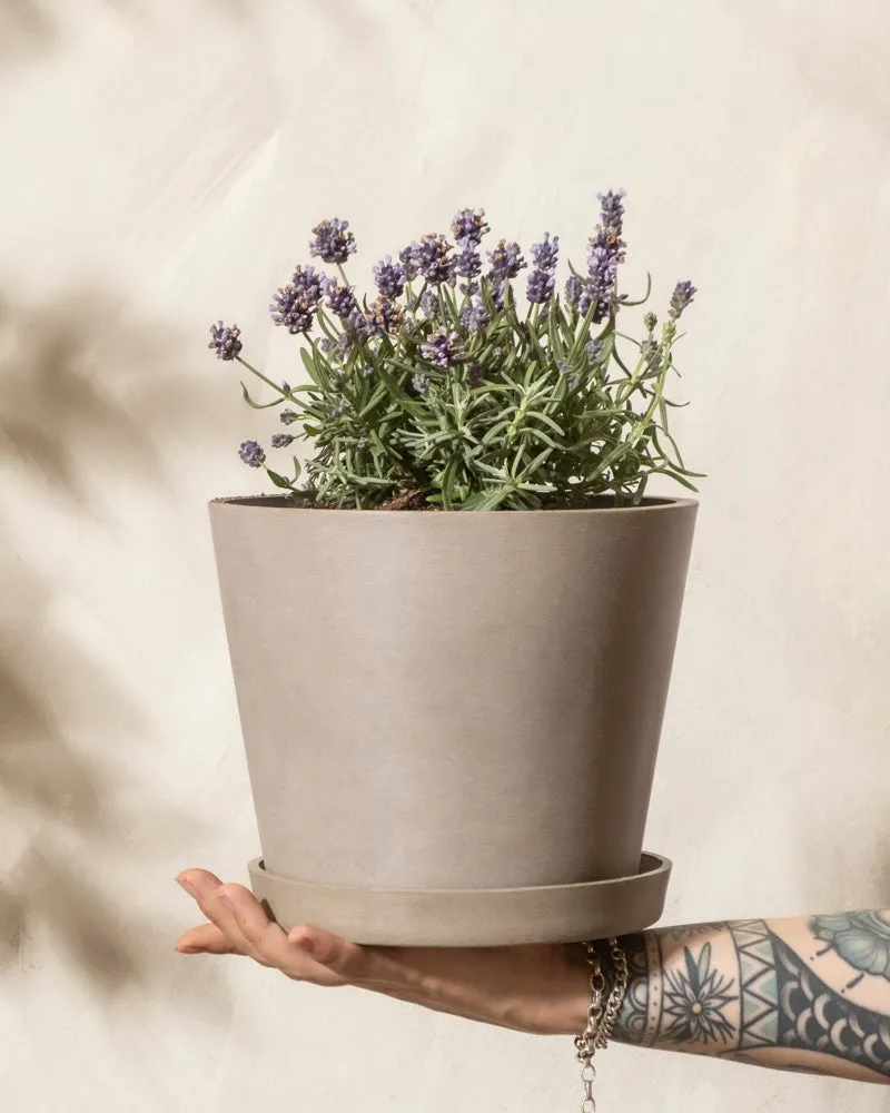 feey-lavendel-lavandula-angustifolia-hidcote-blue image 1