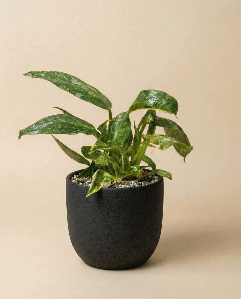 feey-philodendron-jose-buono-zimmerpflanze-topf-14 image 5