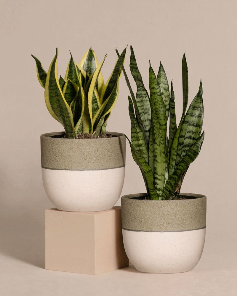 feey-unzerst-rbares-duo-2x-schwiegermutterzunge-sansevieria-trifasciata image 5