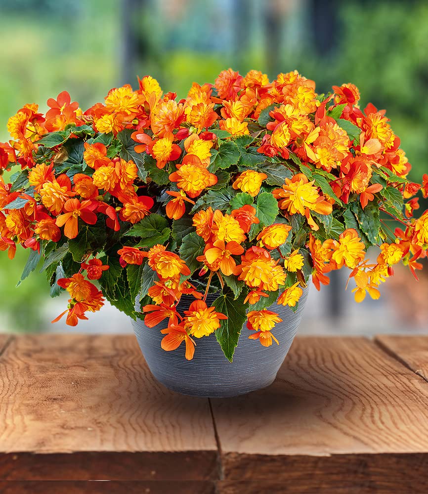 baldur-garten-begonie-riseup-harlequin-2-pflanzen-im-10-5-cm-topf image 3