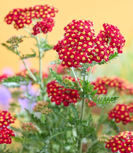 baldur-garten-achillea-short-red-2-pflanzen-im-9x9cm-topf image 4