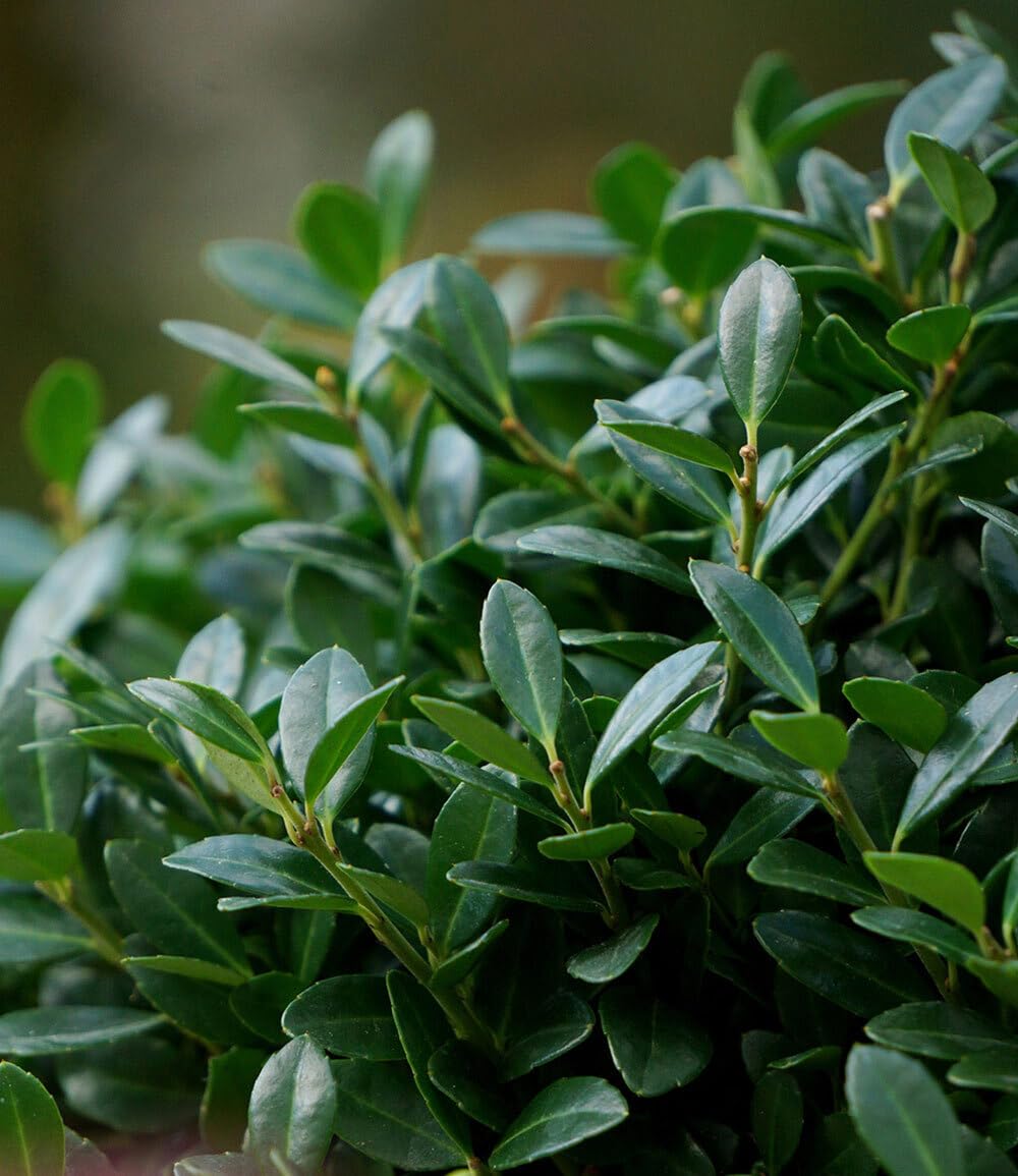 baldur-garten-ilex-crenata-luxus-globe-buchs-ersatz-im-9x9-cm-topf image 6
