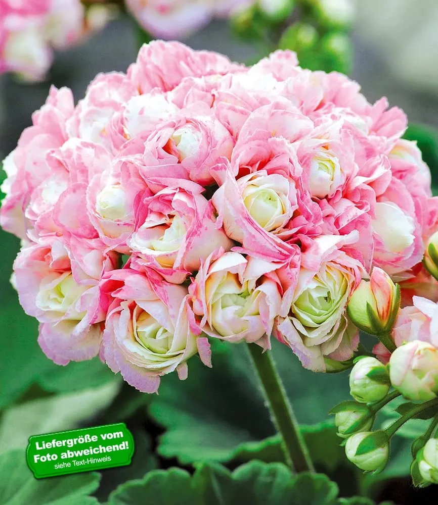 baldur-garten-stehende-geranie-appleblossom-3x-10-5-cm-topf image 1