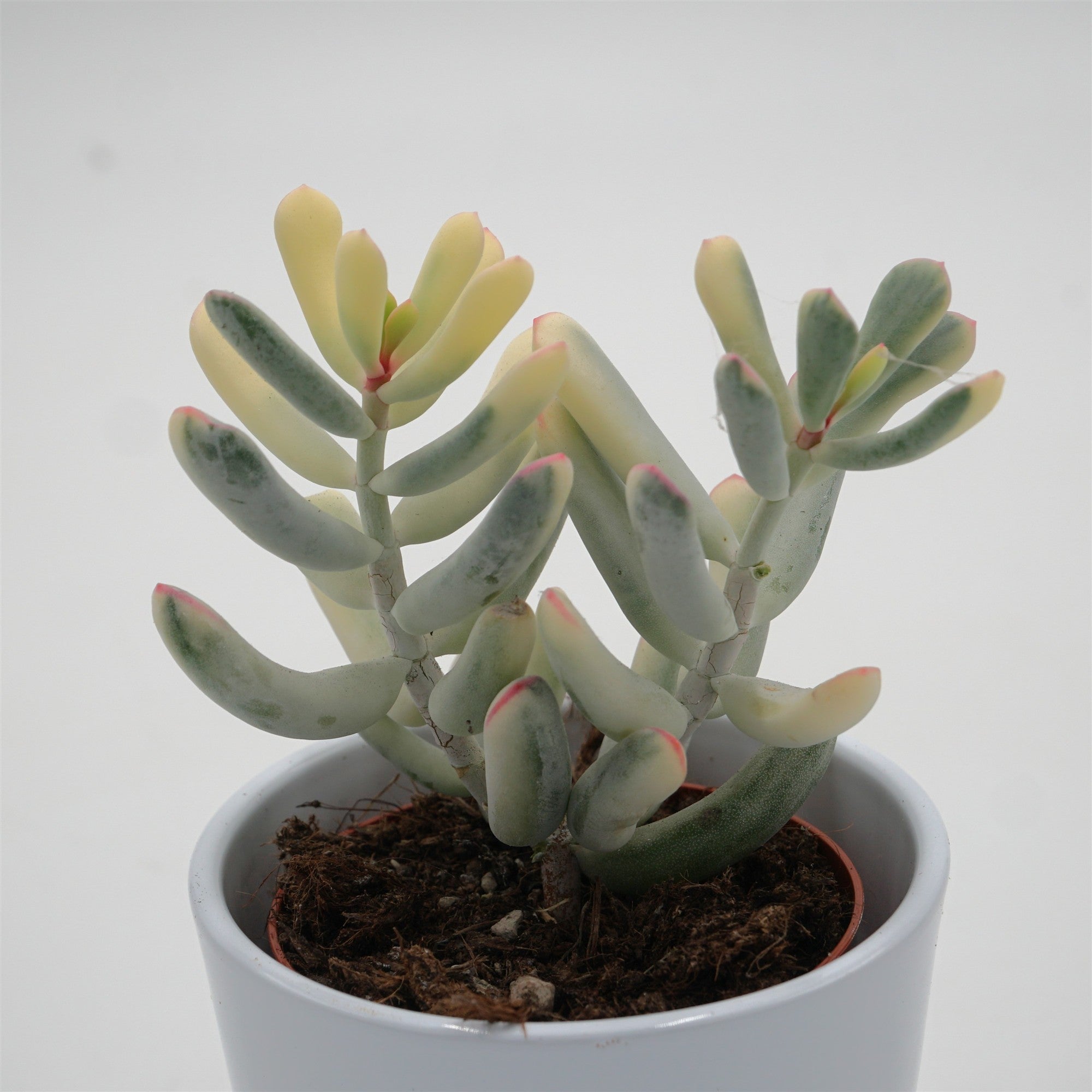pasiora-cotyledon-orbiculata-flanaganii-variegata-8-5-cm image 2