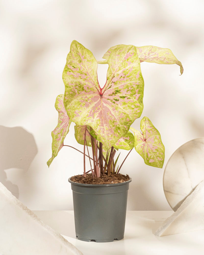feey-caladium-seafoam-pink-zimmerpflanze-rosa-gr-n-mittel image 3