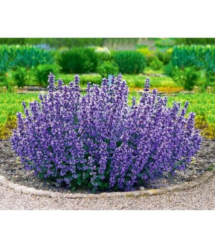 baldur-garten-2x-nepeta-cat-s-pajamas-katzenminze-im-9x9-cm-topf image 2