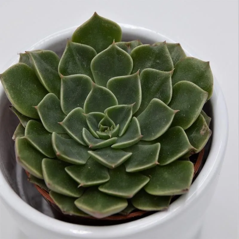 pasiora-graptopetalum-bellum-rosetten-sukkulente-im-5-5cm-topf image 1