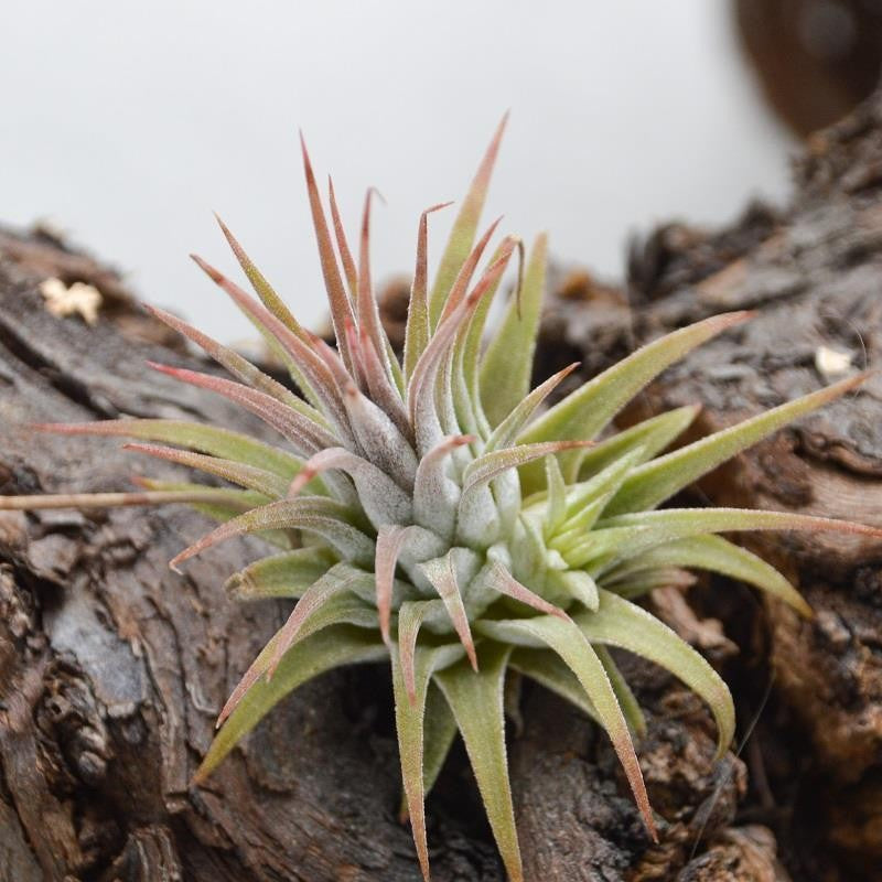 pasiora-tillandsia-ionantha-rubra-luftpflanze image 1