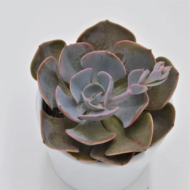 pasiora-echeveria-dusty-rose-sukkulente-9-cm-topf image 1