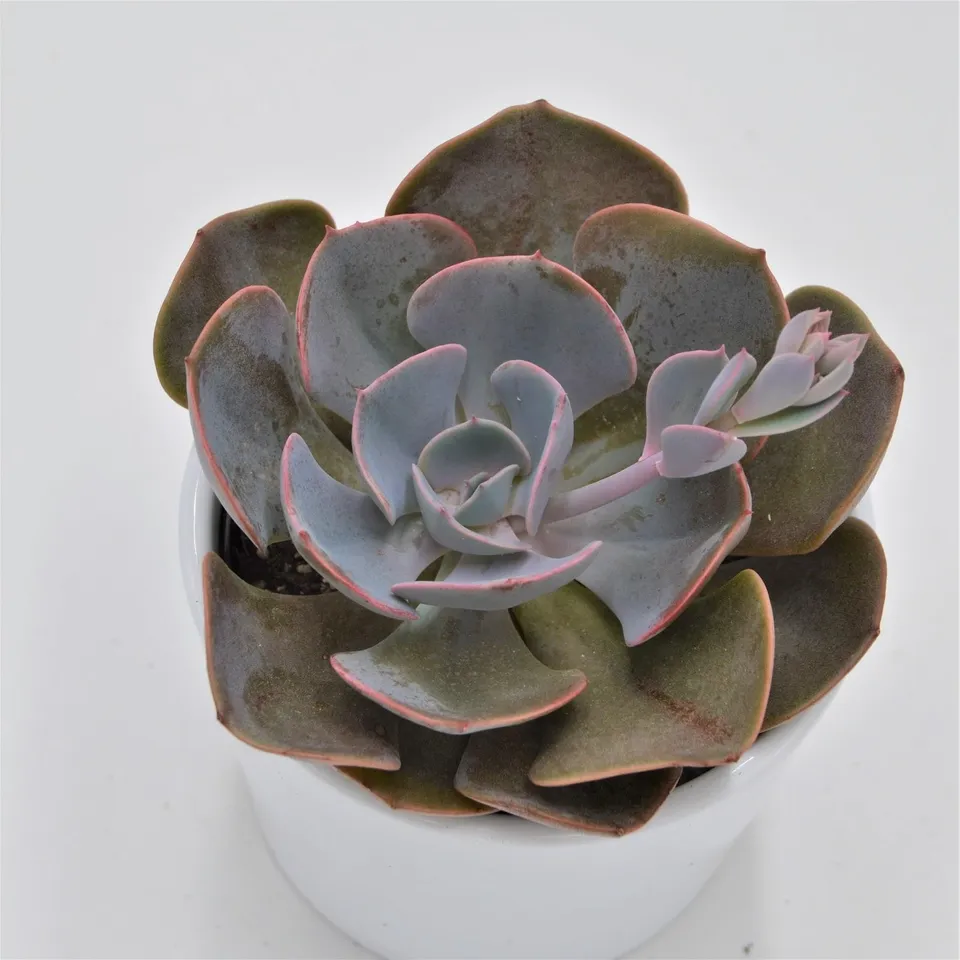 pasiora-echeveria-dusty-rose-sukkulente-9-cm-topf image 1