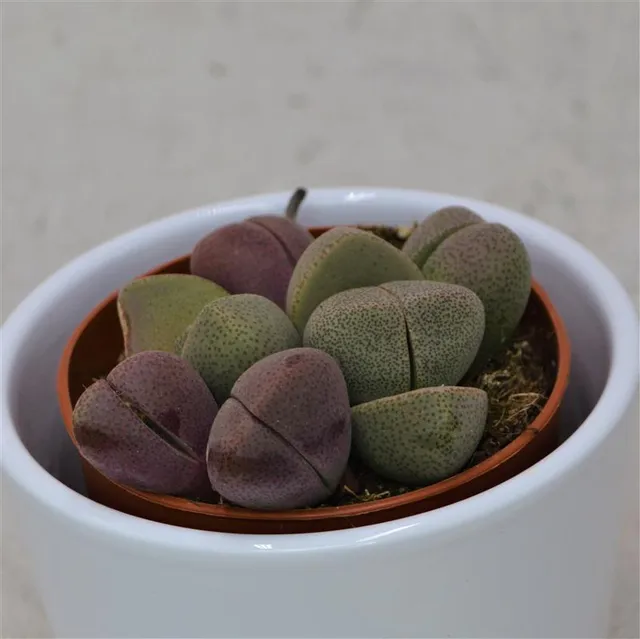 pasiora-pleiospilos-nelii-und-v-rubra-mix-sukkulenten-8-5-cm image 1