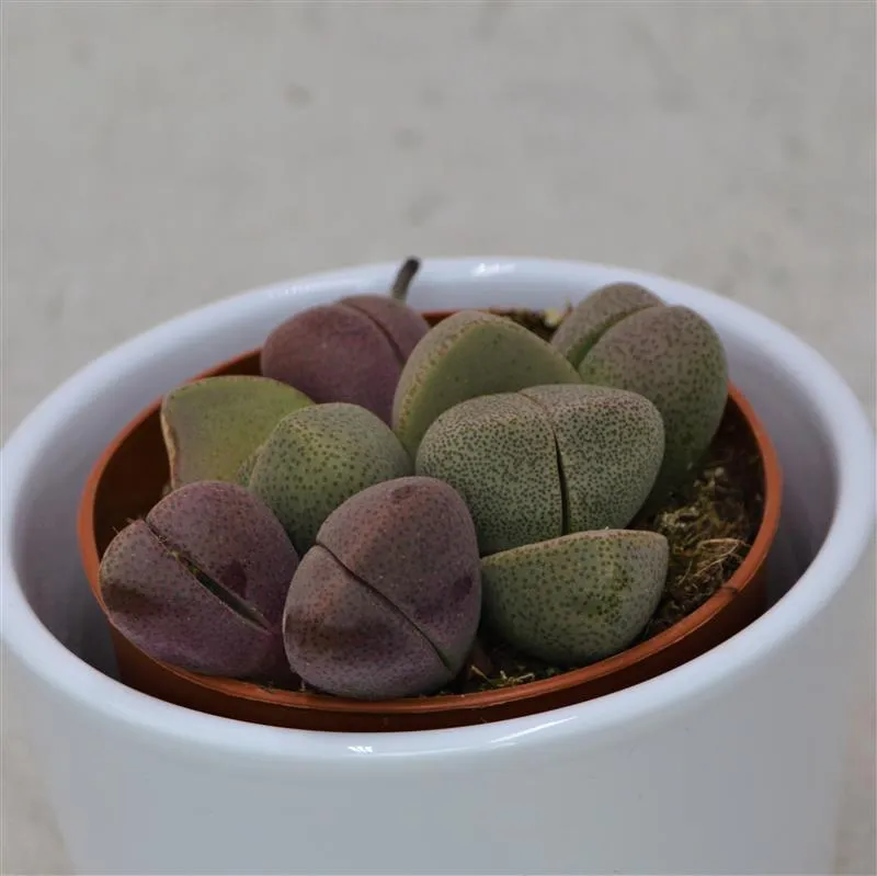 pasiora-pleiospilos-nelii-und-v-rubra-mix-sukkulenten-8-5-cm image 1
