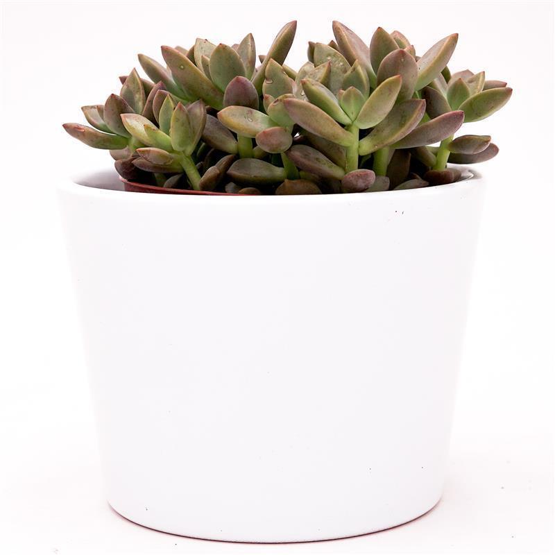 pasiora-sedum-bordeauxhart-sukkulente-8-5cm-topf image 6