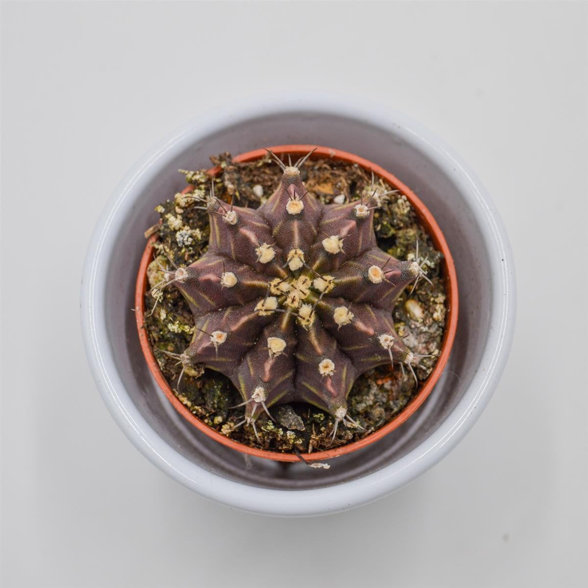 pasiora-gymnocalycium-friedrichii-kaktus-5-5-cm-topf image 2