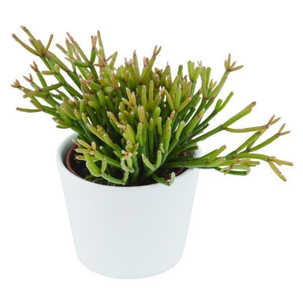 pasiora-rhipsalis-clavata-korallenkaktus-ampelpflanze-6cm image 3