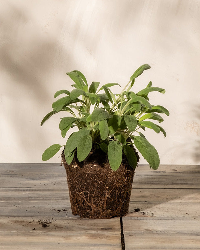 feey-echter-salbei-salvia-officinalis-kr-uterpflanze image 3