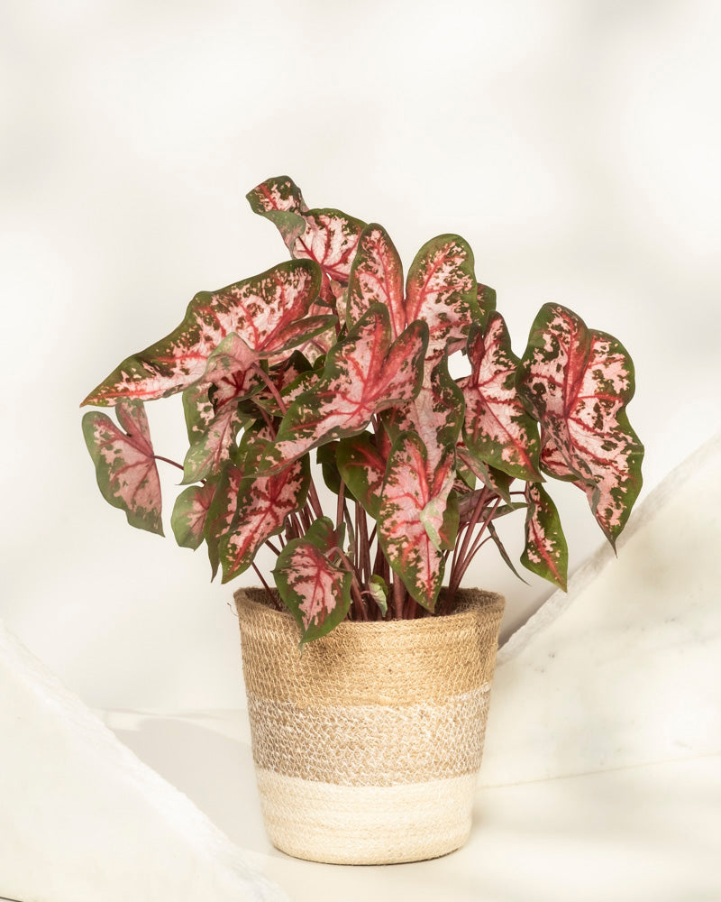 feey-caladium-roze-buntblatt-kaladie-mit-rosa-bl-ttern image 7