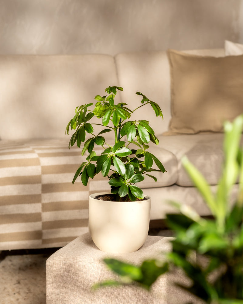 feey-schefflera-arboricola-strahlenaralie-zimmerpflanze-im-16er-topf image 4