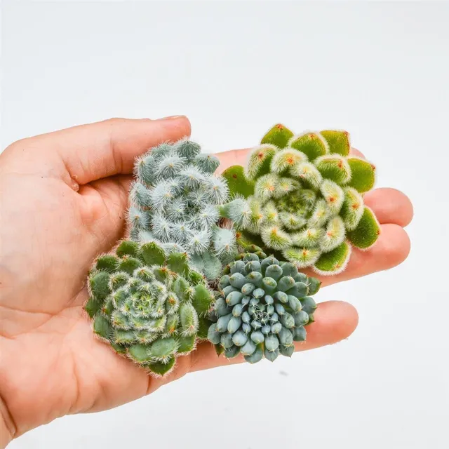 pasiora-echeveria-setosa-steckling-set-sukkulenten-cuttings image 1