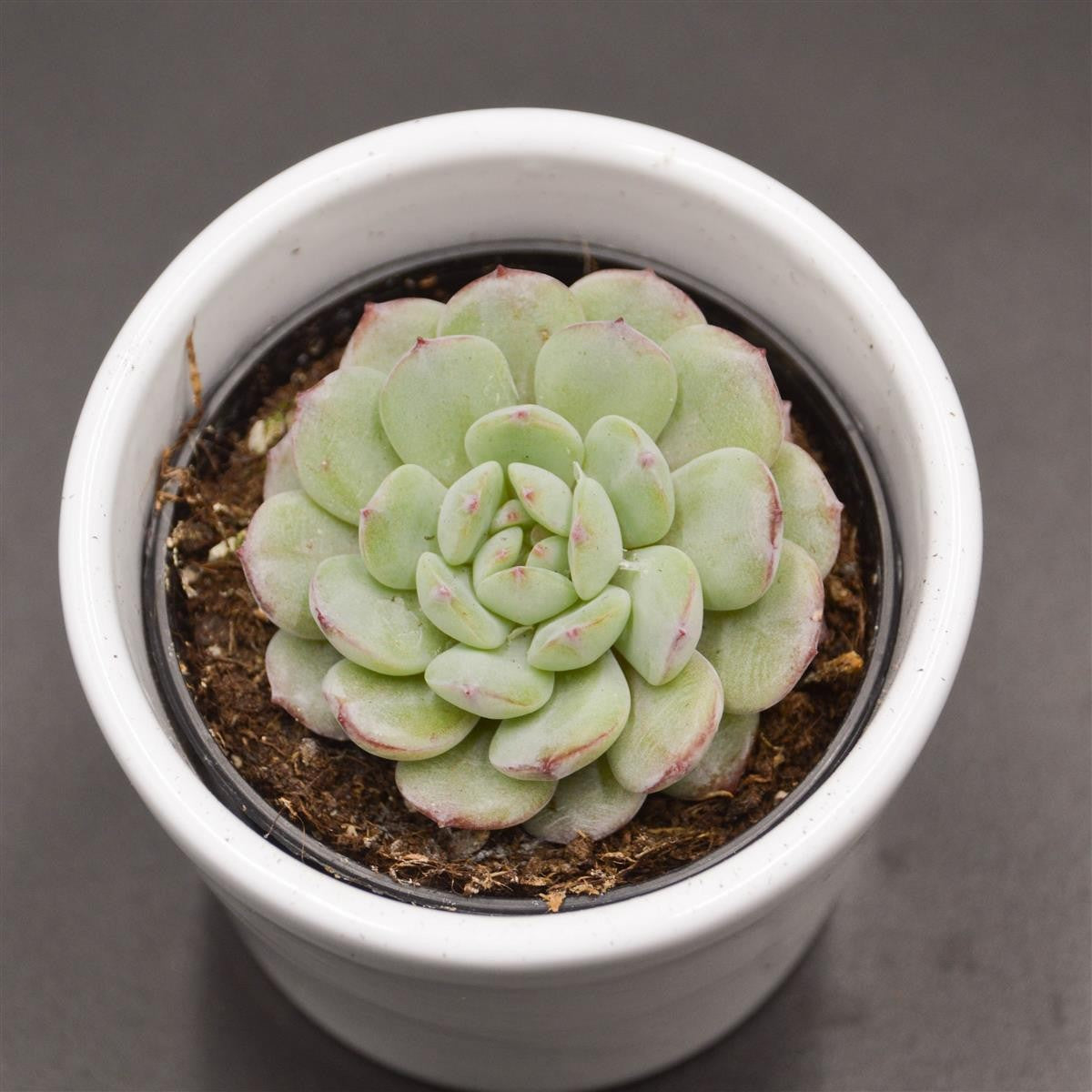 pasiora-echeveria-red-snow-rosetten-sukkulente-6-cm-topf image 2
