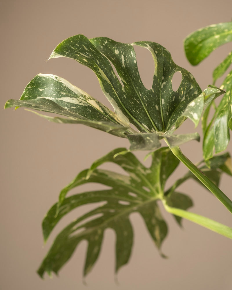 feey-monstera-deliciosa-thai-constellation-rarit-t-zimmerpflanze-im-14er-topf image 8