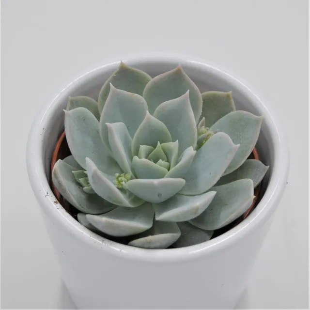 pasiora-sedum-suaveolens-sukkulente-6cm-topf image 1