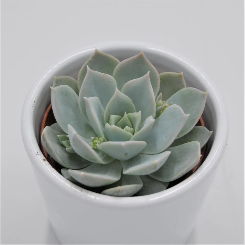 pasiora-sedum-suaveolens-sukkulente-6cm-topf image 1