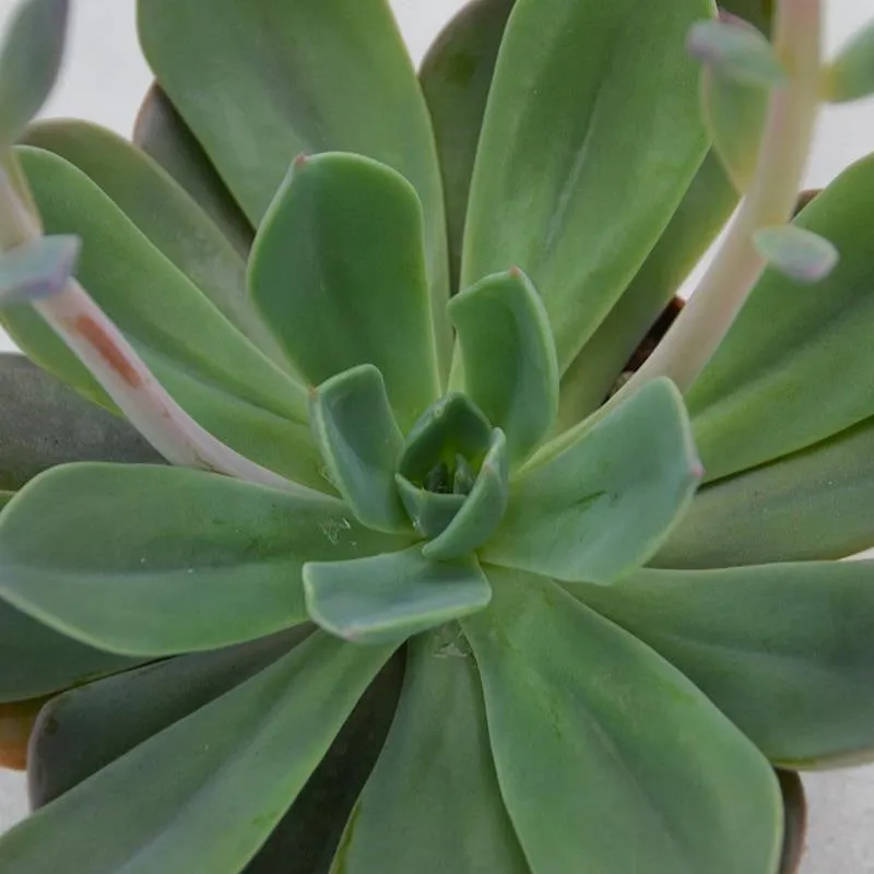 pasiora-echeveria-blue-prince-sukkulente-10-5cm-topf image 1