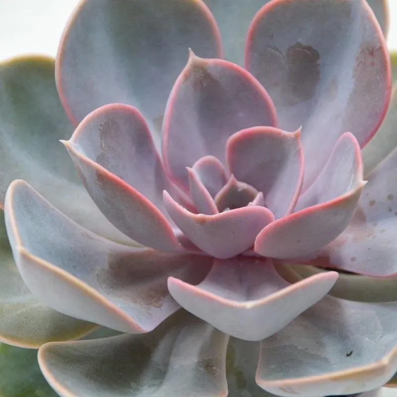 pasiora-echeveria-perle-von-n-rnberg-sukkulente-9cm image 1
