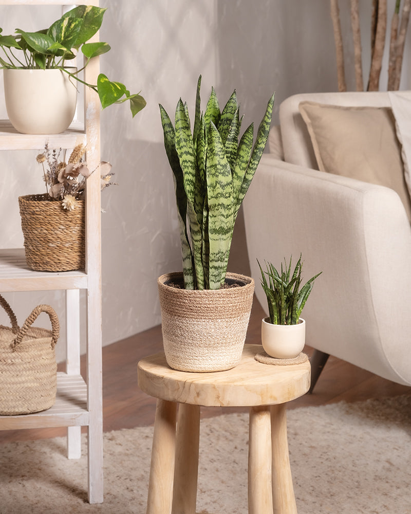 feey-gr-ne-schwiegermutterzunge-sansevieria-klein image 4
