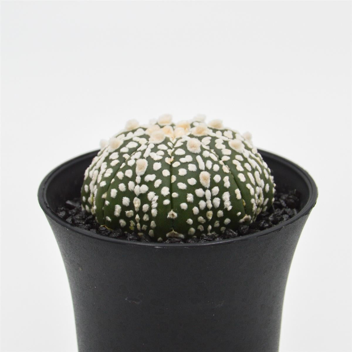 pasiora-astrophytum-asterias-bischofsm-tze-kaktus-im-8cm-topf image 3