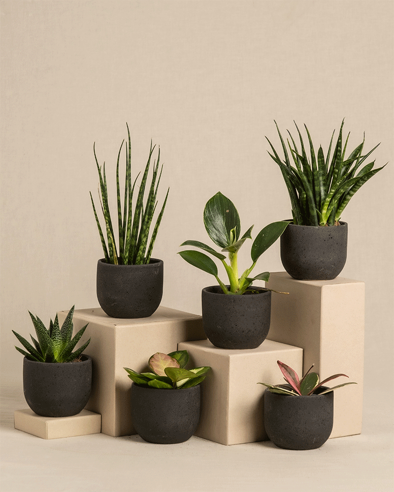 feey-berraschungs-babypflanzen-6er-set-zimmerpflanzen image 5
