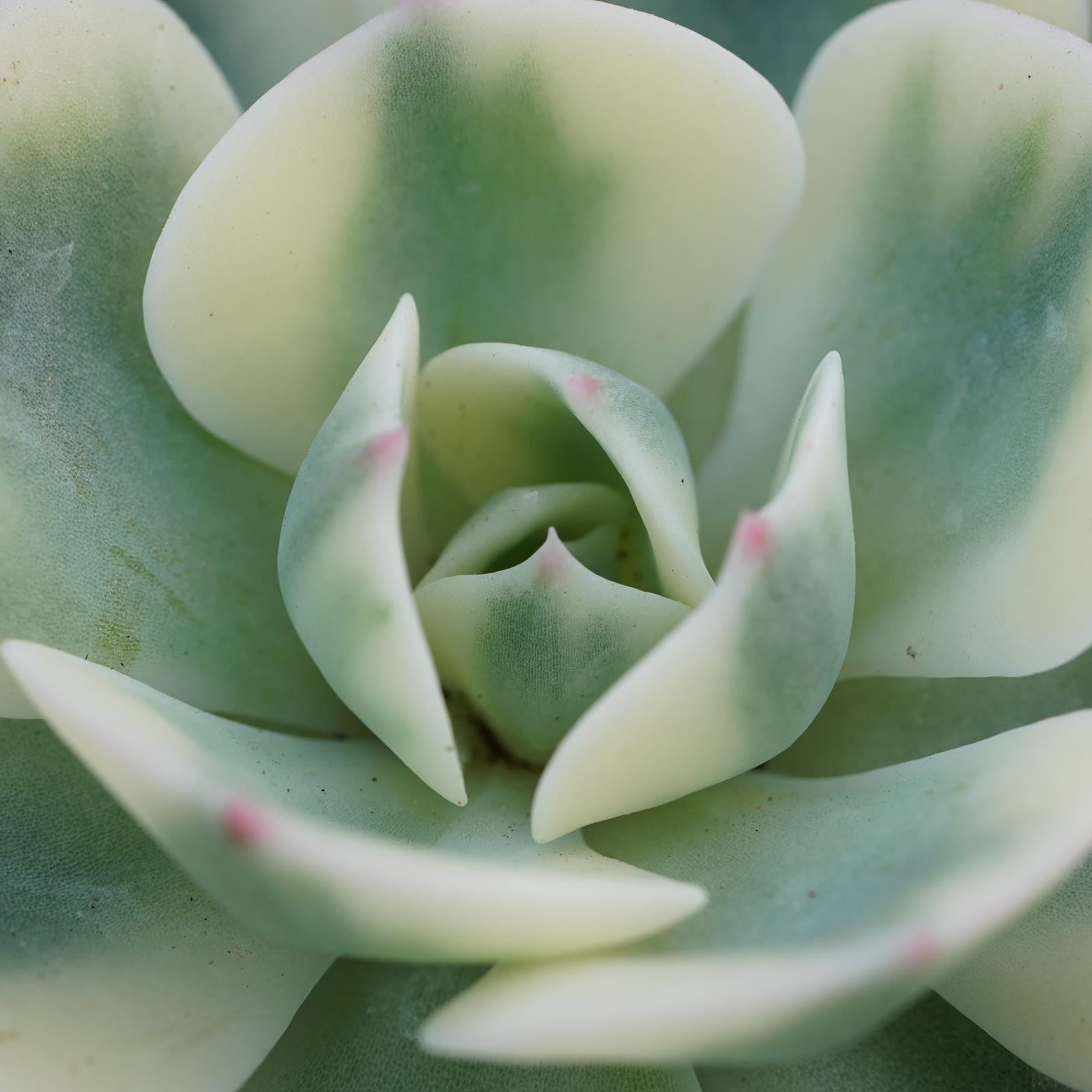 pasiora-echeveria-compton-carousel-sukkulente-5-5-cm-topf image 2