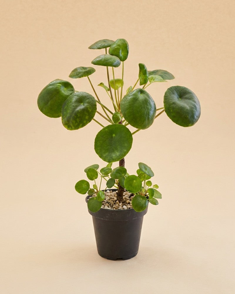 feey-ufopflanze-b-umchen-pilea-peperomioides-zimmerpflanze-klein image 3