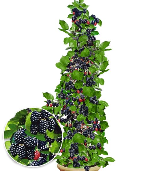 baldur-garten-s-ulen-brombeere-navaho-big-early-dornenlose-pflanze-im-2-liter-to image 5