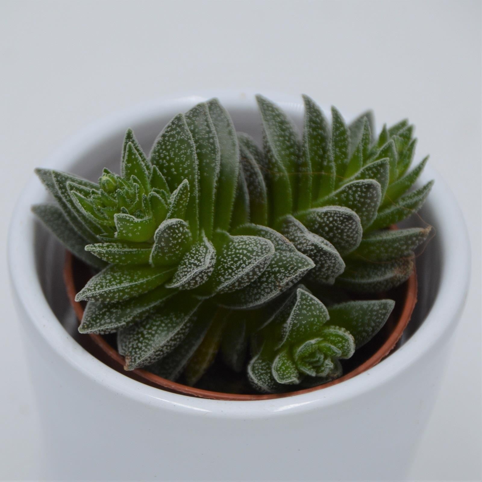 pasiora-crassula-frosty-dickblatt-im-5-5cm-topf image 1