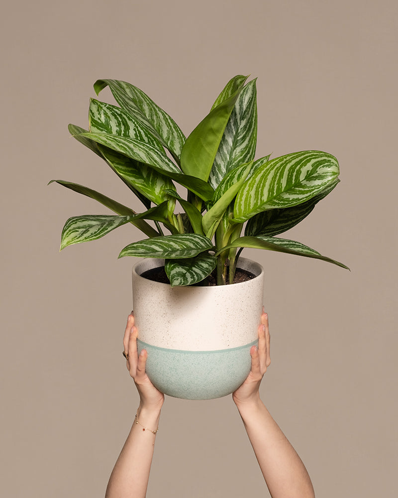 feey-aglaonema-stripes-kolbenfaden-mittel image 1