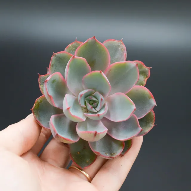 pasiora-echeveria-hera-steckling-indoor-sukkulente image 1