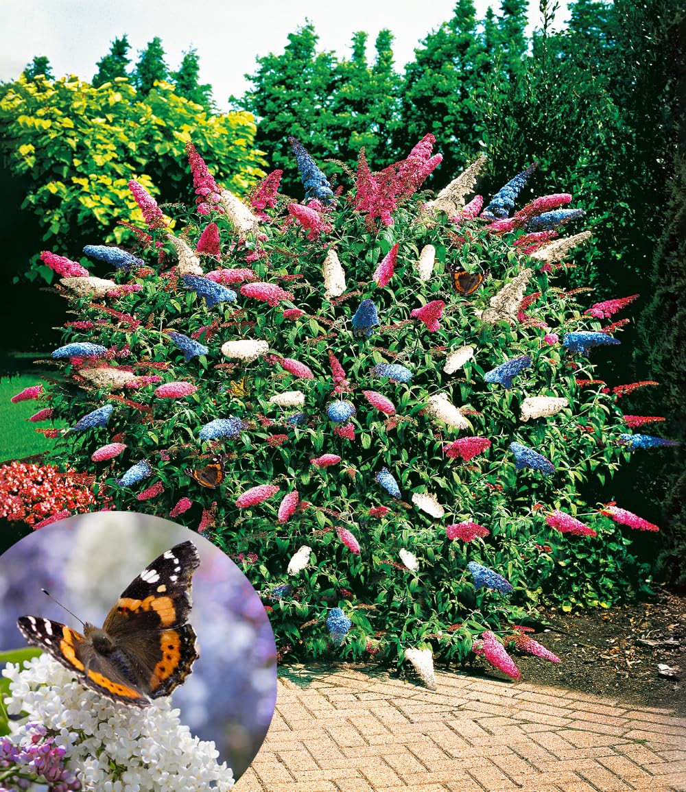 baldur-garten-sommer-flieder-papillion-tricolor-12-cm-topf image 2