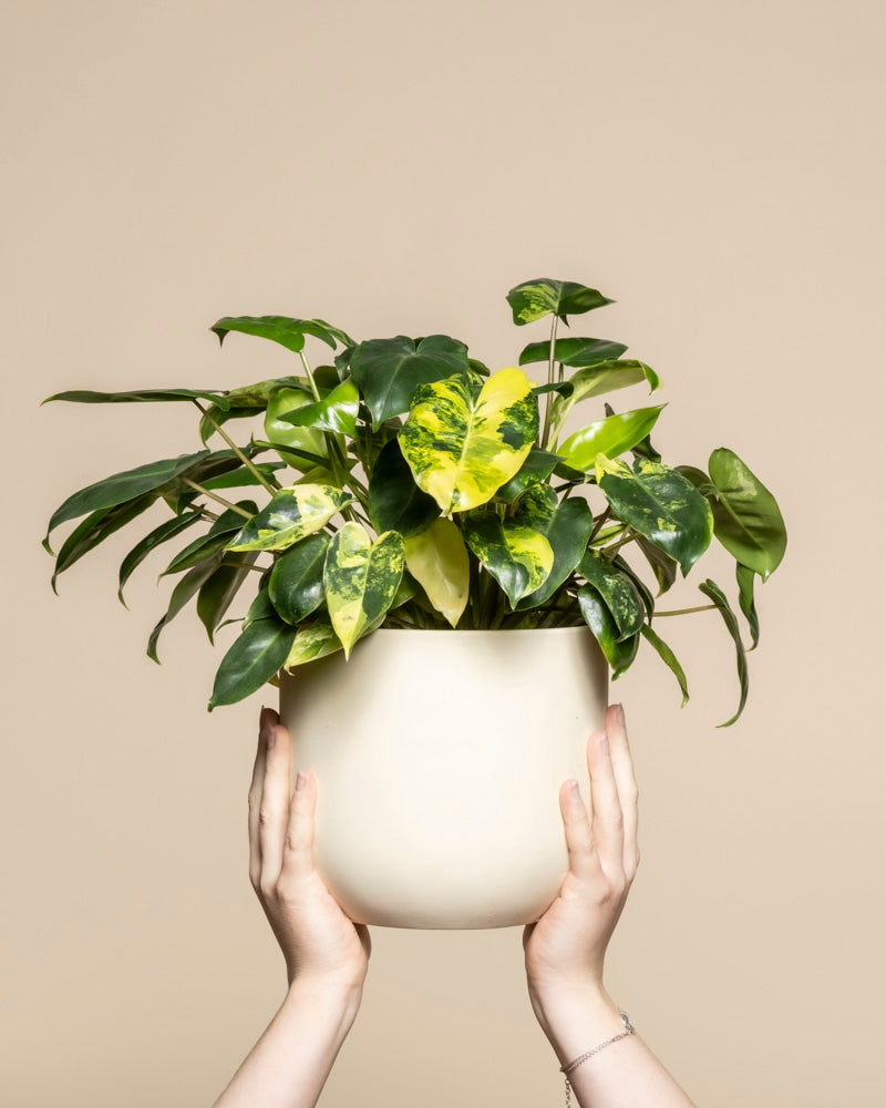 feey-philodendron-burle-marx-variegata-zimmerpflanze-rarit-t image 1