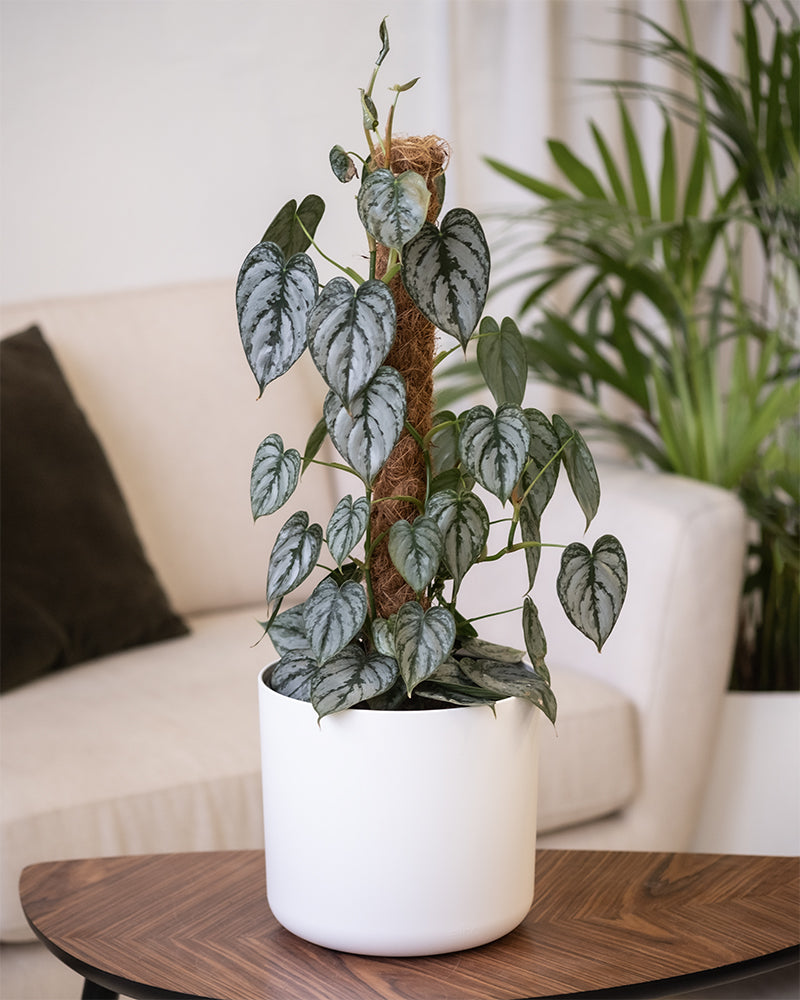 feey-philodendron-brandtianum image 4