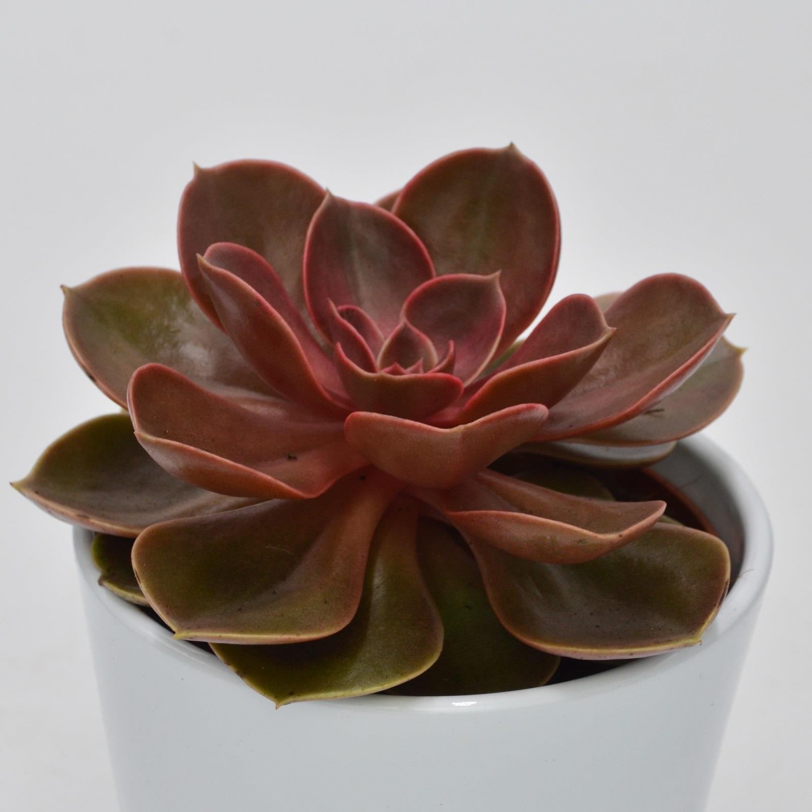 pasiora-echeveria-magic-pearl-10-5cm-schimmernde-rosette image 1