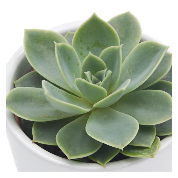 pasiora-echeveria-blue-atoll-echeverie-6cm-topf image 1
