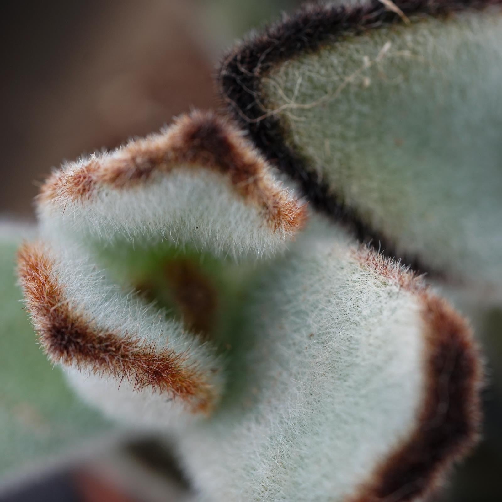 pasiora-kalanchoe-tomentosa-jumbo-sukkulente-8-5cm image 2