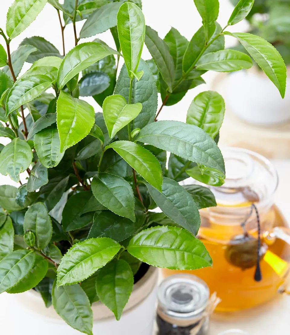 baldur-garten-winterharte-teepflanze-camellia-sinensis-im-10-5-cm-topf image 1