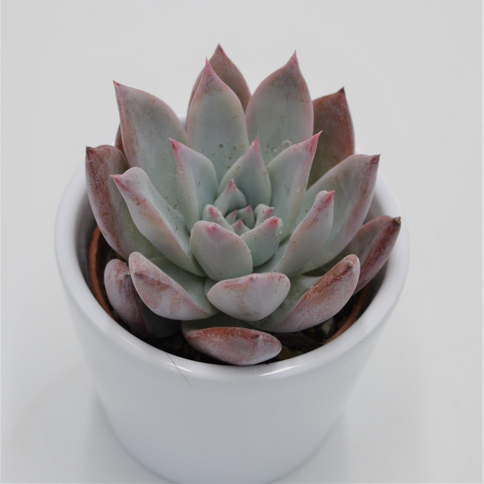 pasiora-echeveria-colorata-f-brandtii-sukkulente-6cm image 1